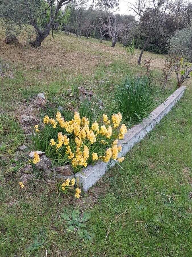 Villa Ulivella Schifoni Luaran gambar